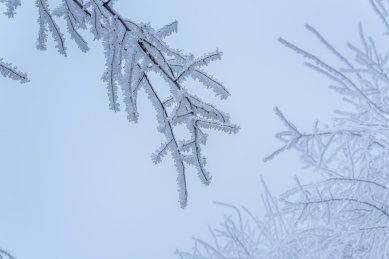 冻雨中结满冰雪的树枝