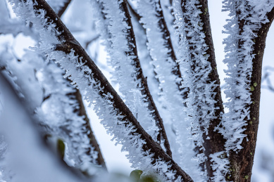 冻雨中结满冰雪的树枝