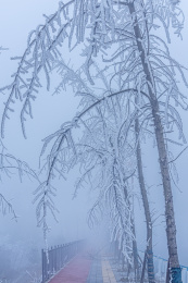 冻雨中结满冰雪的树枝