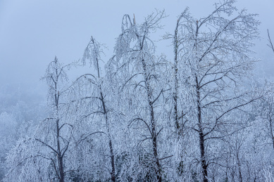 冻雨中结满冰雪的树枝