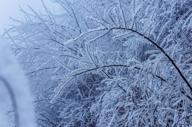 冻雨中结满冰雪的树枝