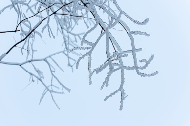 冻雨中结满冰雪的树枝