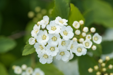 春天的绣线菊小白花特写