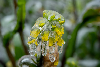 冰冻的油菜花