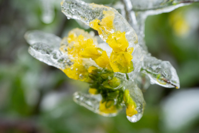 冰冻的油菜花