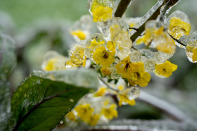 冰冻的油菜花
