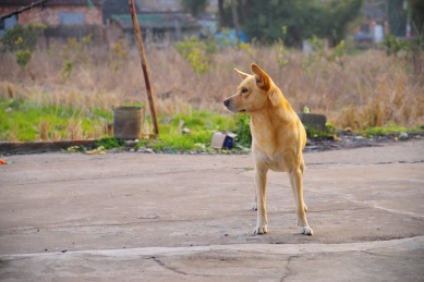 山村农村看守房屋的土狗中华田园犬