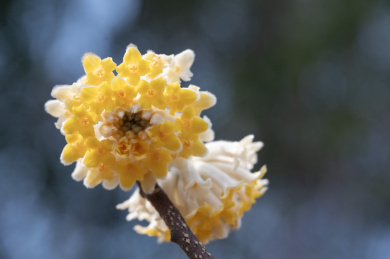 盛开的黄色结香花特写