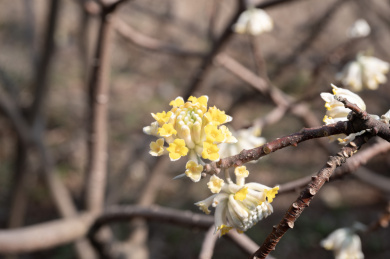 盛开的黄色结香花特写