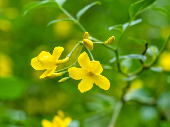 春天的探春花