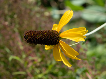 抱茎金光菊开花特写