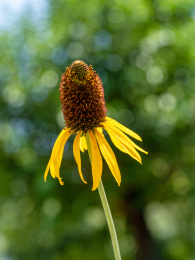 抱茎金光菊开花特写
