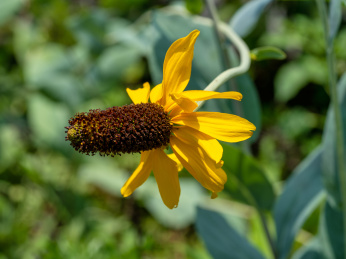 抱茎金光菊开花特写
