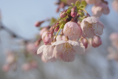 顾村公园的早樱