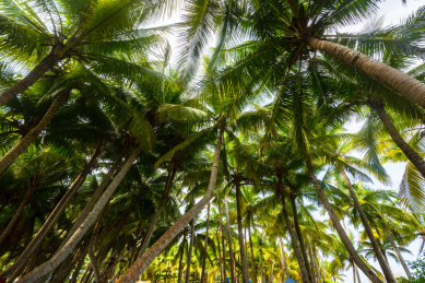 海南文昌傍晚夕阳时分东郊椰林风光