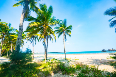 海南文昌傍晚夕阳时分东郊椰林风光