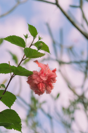 重瓣朱槿的花
