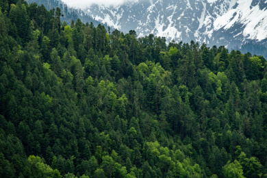中国林芝鲁朗镇林海树林
