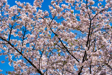 武汉东湖樱花园白色樱花盛开