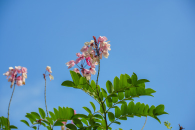 盛开的节荚决明花