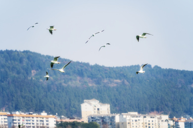 四川绵阳冬天阳光下的海鸥和江水