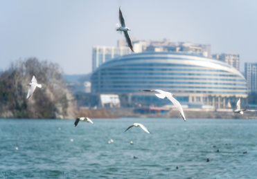 四川绵阳冬天阳光下的海鸥和江水