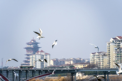 四川绵阳冬天阳光下的海鸥和江水
