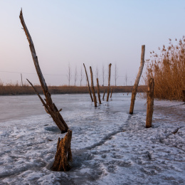 冬天户外冰面的枯木躯干