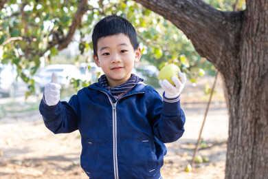 一个小男孩摘果子