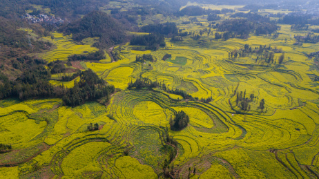 航拍罗平牛街螺丝田盛开的油菜花