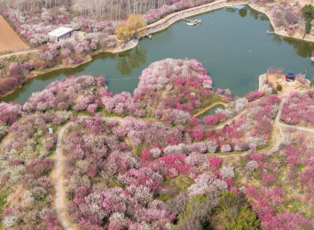 航拍河南南阳塔子山梅花基地初春盛开的梅花
