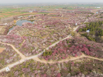 航拍河南南阳塔子山梅花基地初春盛开的梅花