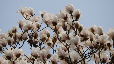 艺圃玉兰花
