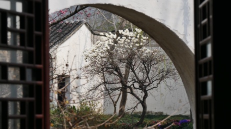 艺圃玉兰花