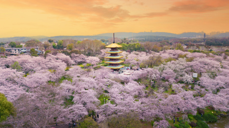武汉东湖樱花园黄昏