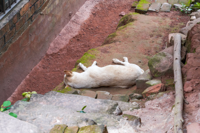 乡村房屋外睡着一只土狗，中华田园犬
