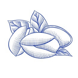 杭州白果