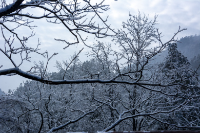  中国安徽省黄山市黄山风景区雾凇