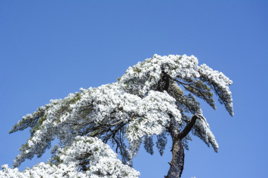 中国安徽省黄山市黄山风景区雾凇