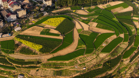 温州永嘉茗岙梯田