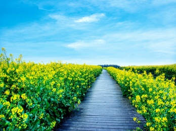 江苏省泰州市兴化市千垛景区垛田上的油菜花