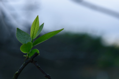 春天树木萌芽长出嫩绿的叶子