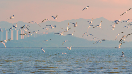 深圳湾海鸥飞翔的海鸥
