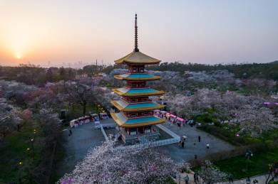 中国武汉市东湖磨山樱花园五重塔日落航拍