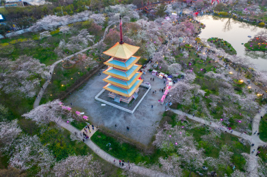 中国武汉市东湖磨山樱花园五重塔日落航拍