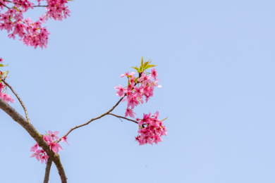 湖北省武汉市东湖磨山樱花园的粉色樱花