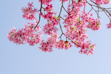 湖北省武汉市东湖磨山樱花园的粉色樱花
