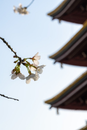 湖北武汉市东湖磨山樱花园五重塔与白色樱花