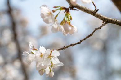 湖北武汉东湖磨山樱花园的白色樱花