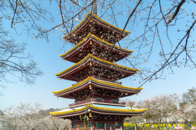 湖北武汉市东湖磨山樱花园五重塔与白色樱花